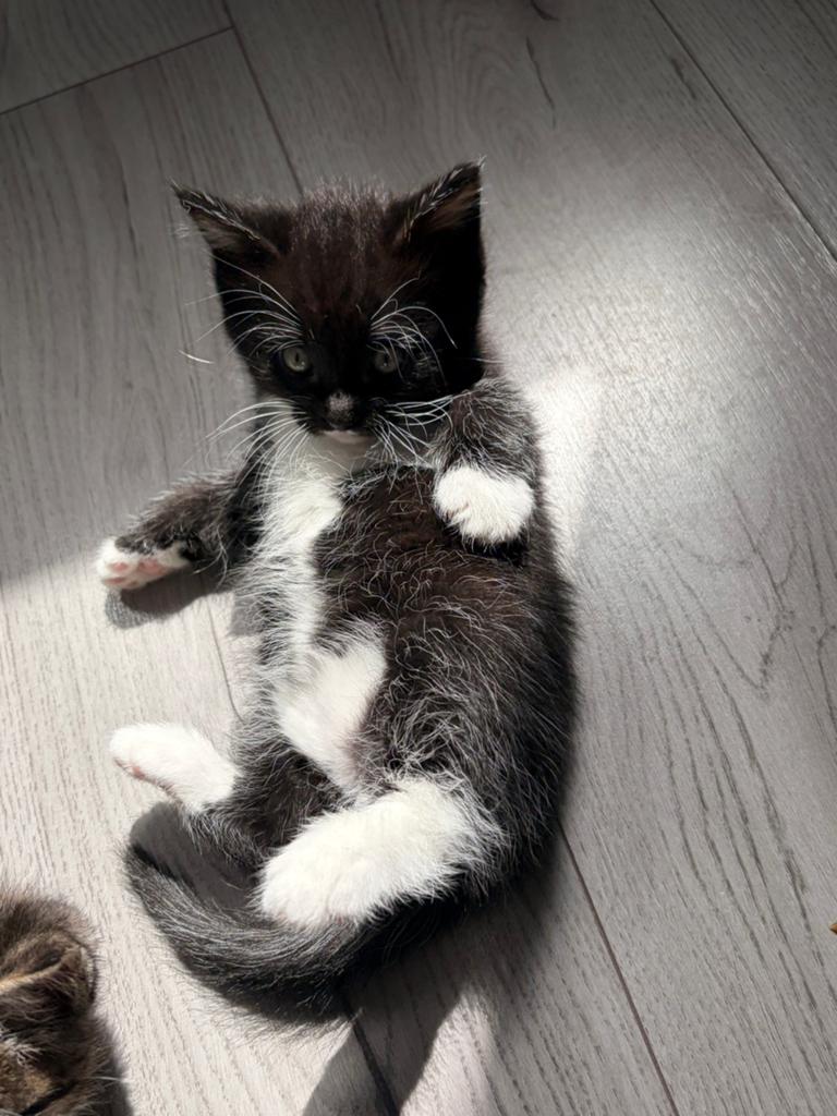 britse korthaar x maine coon kittens, Meerdere dieren