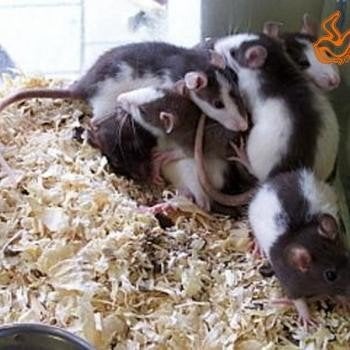 Ratten te koop, Mei, Meerdere dieren, Rat