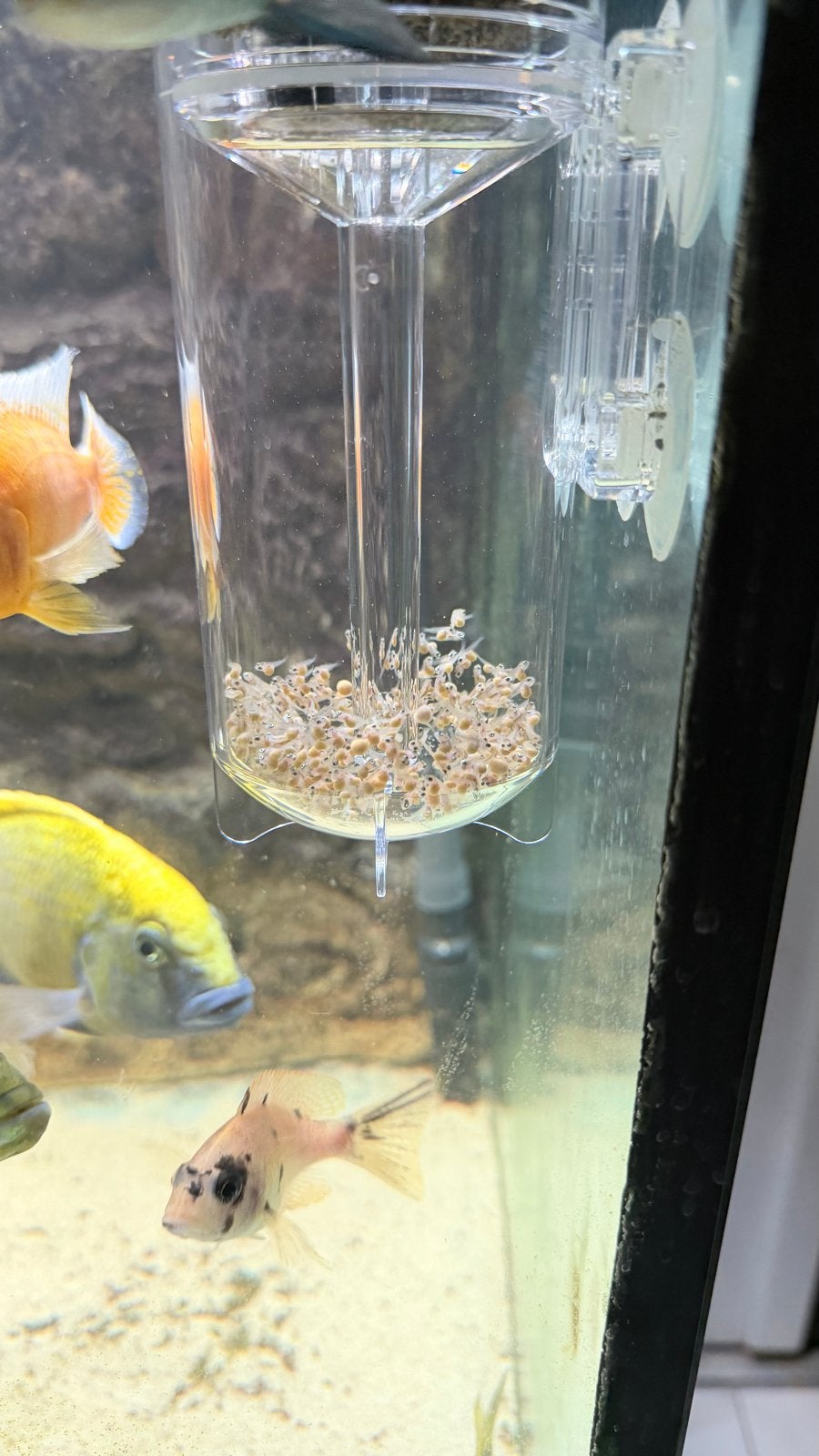 Kwek gruop alacantaura cichlid, Dieren en Toebehoren, Vissen | Aquariumvissen, Vis