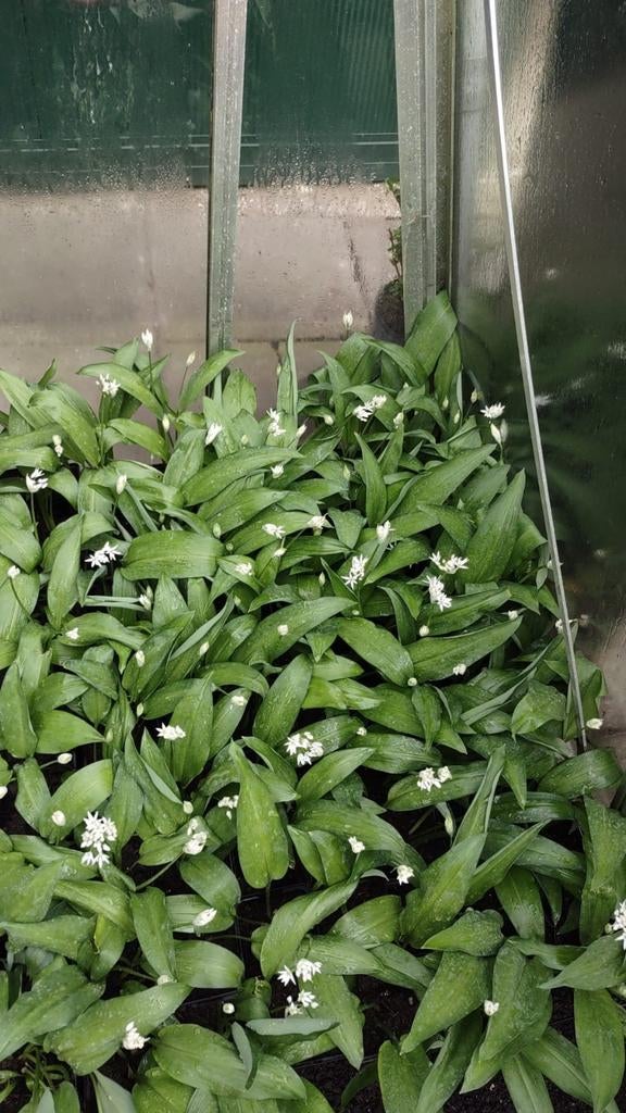 Te koop daslook, 1 euro per pot  p 9 uit eigen bio tuin, Ophalen of Verzenden, Overige typen