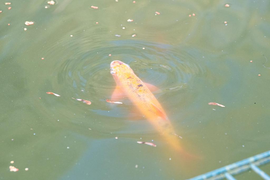 Laatste goudwinde te koop, Karper of Koi