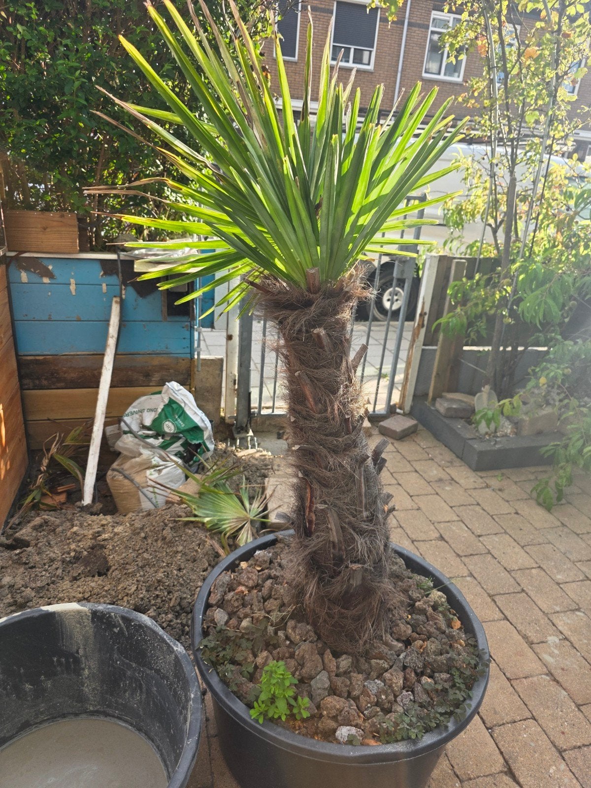 grote palmboom, 100 tot 250 cm, Zomer, Palmboom, Ophalen