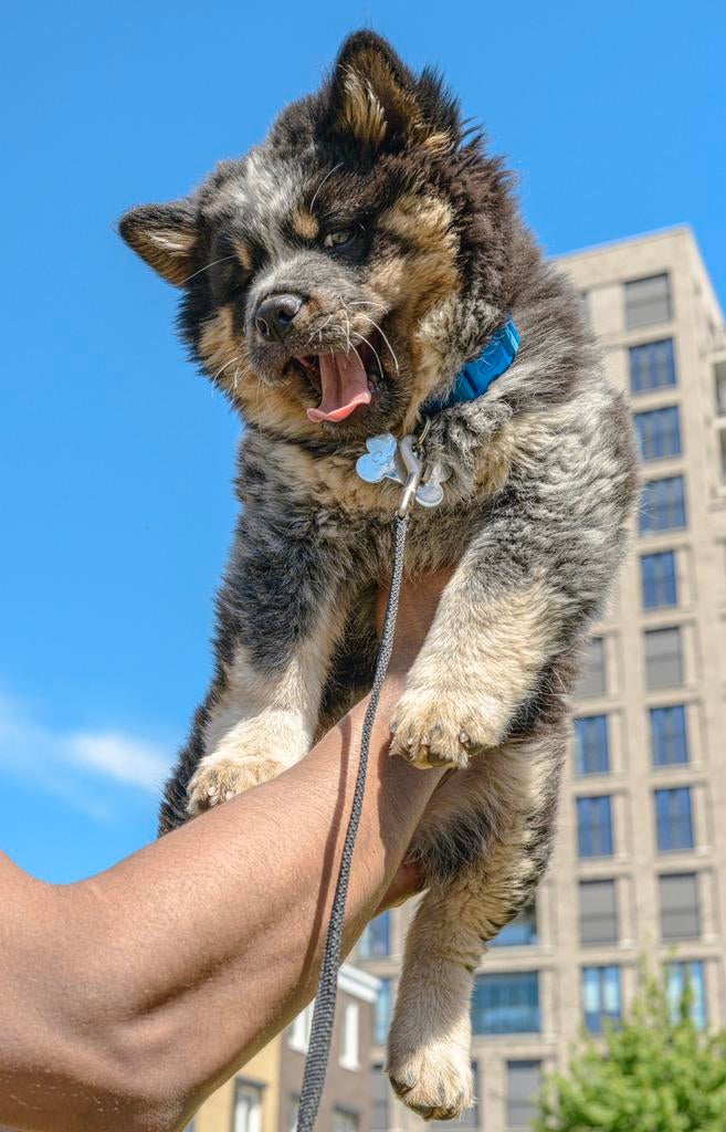 Dekreu caucasian shepherd lees omschrijving!, 15 weken tot 1 jaar, Reu, Parvo, Eén hond