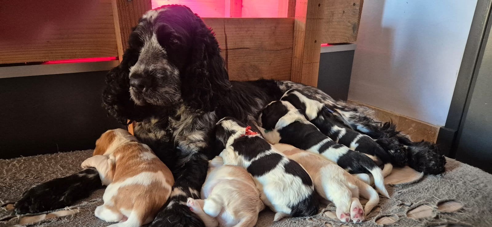 PUPS ENGELSE COCKER SPANIEL (STAMBOOM), Fokker | Hobbymatig, Reu, 8 tot 15 weken, Buitenland