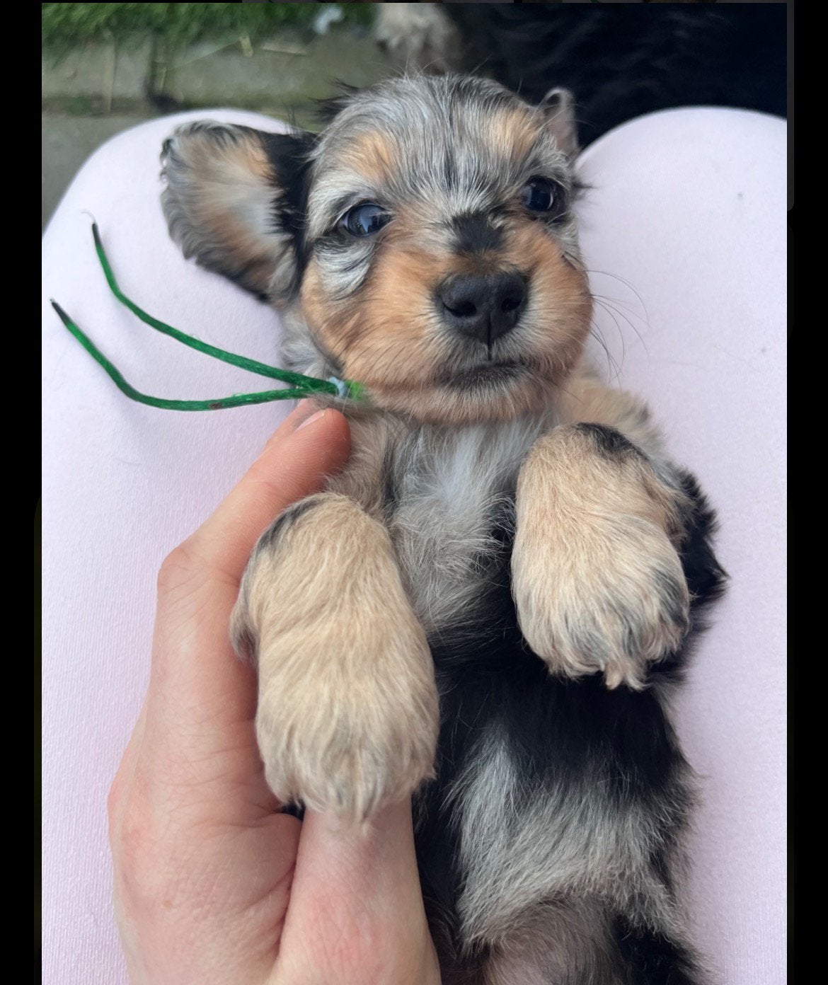 🐾🩷Dwergteckel x maltezer pups💙🐾, 8 tot 15 weken, Dwerg, Langhaar, Parvo