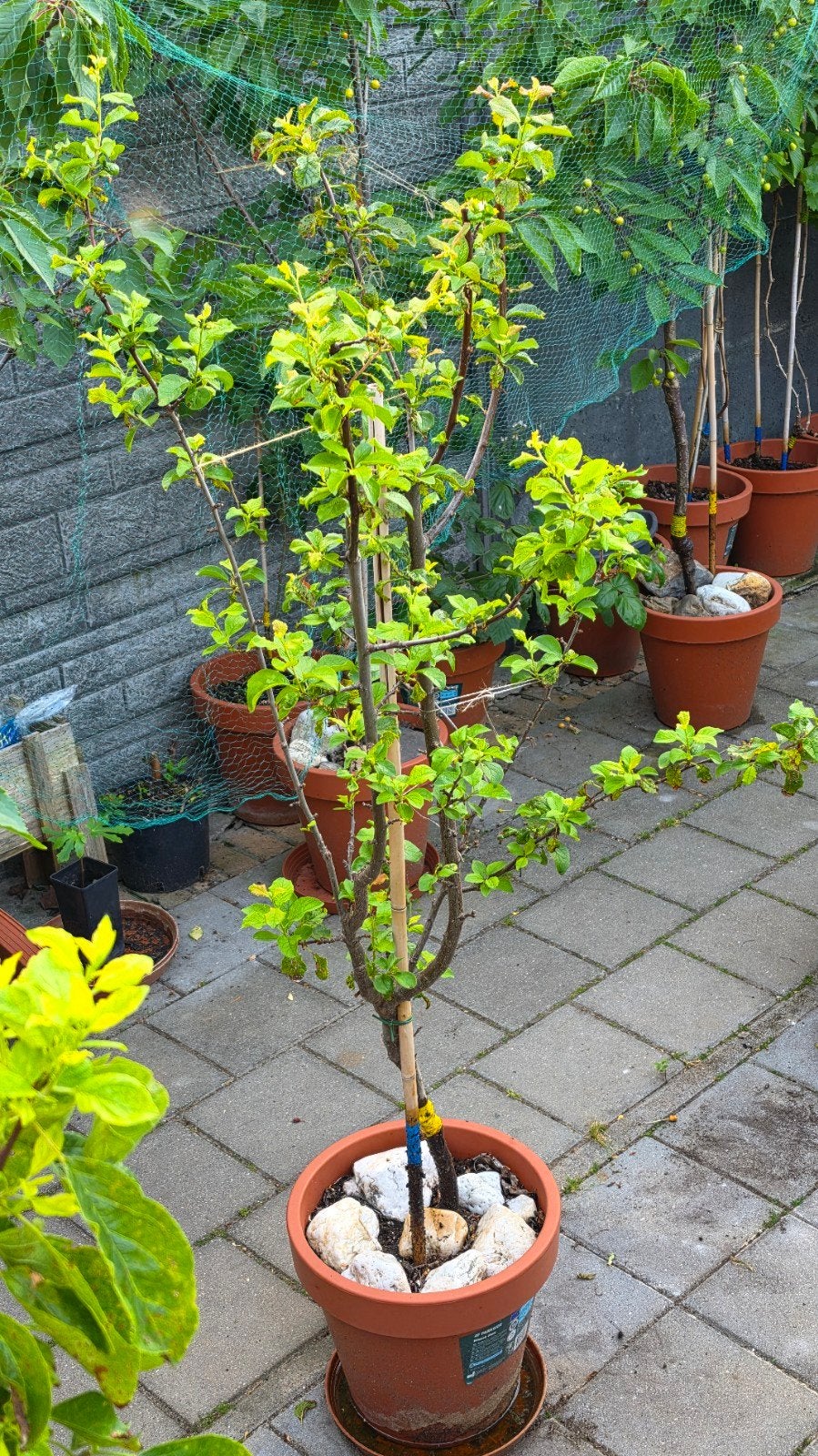 Pruimenboom Opal -victora  Heerlijke Zelfbestuivende Pruimen, Ophalen, In pot, Lente