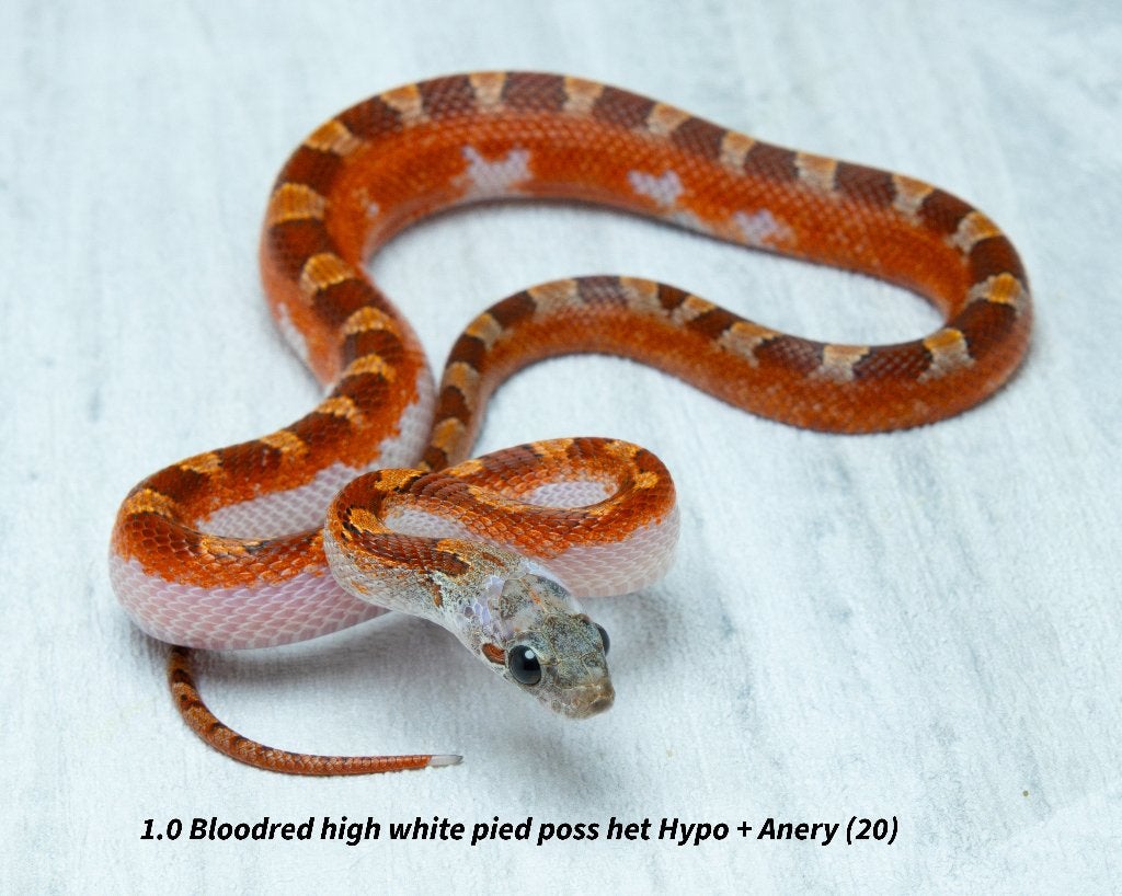 Top kwaliteit NK2026 Piedsided rattenslangen. Rat Snake photo 14