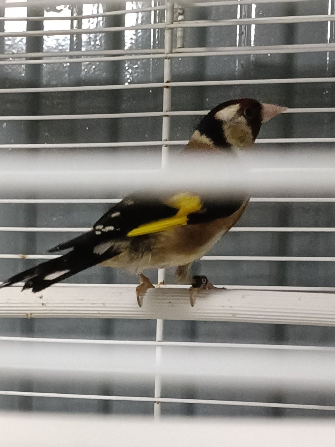 Mooie broedrijpe putter pop ( 2025), Vrouwelijk, Wildzangvogel, Geringd