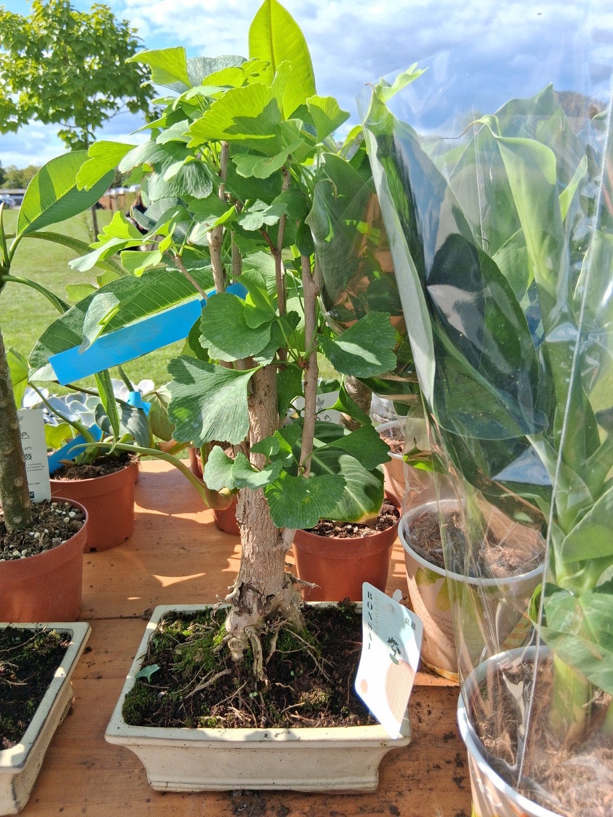 Bonsai ginkgo, Tuin en Terras, Planten | Bomen, Ophalen, Bloeit niet, Halfschaduw, Overige soorten