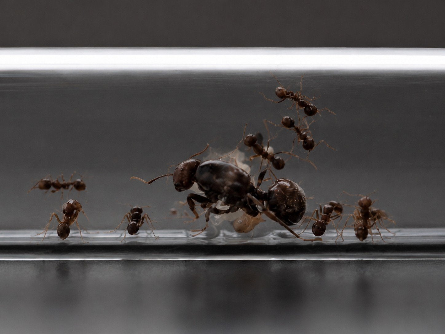 Messor Barbarus Koningin + werksters (5-10) te koop, Mieren