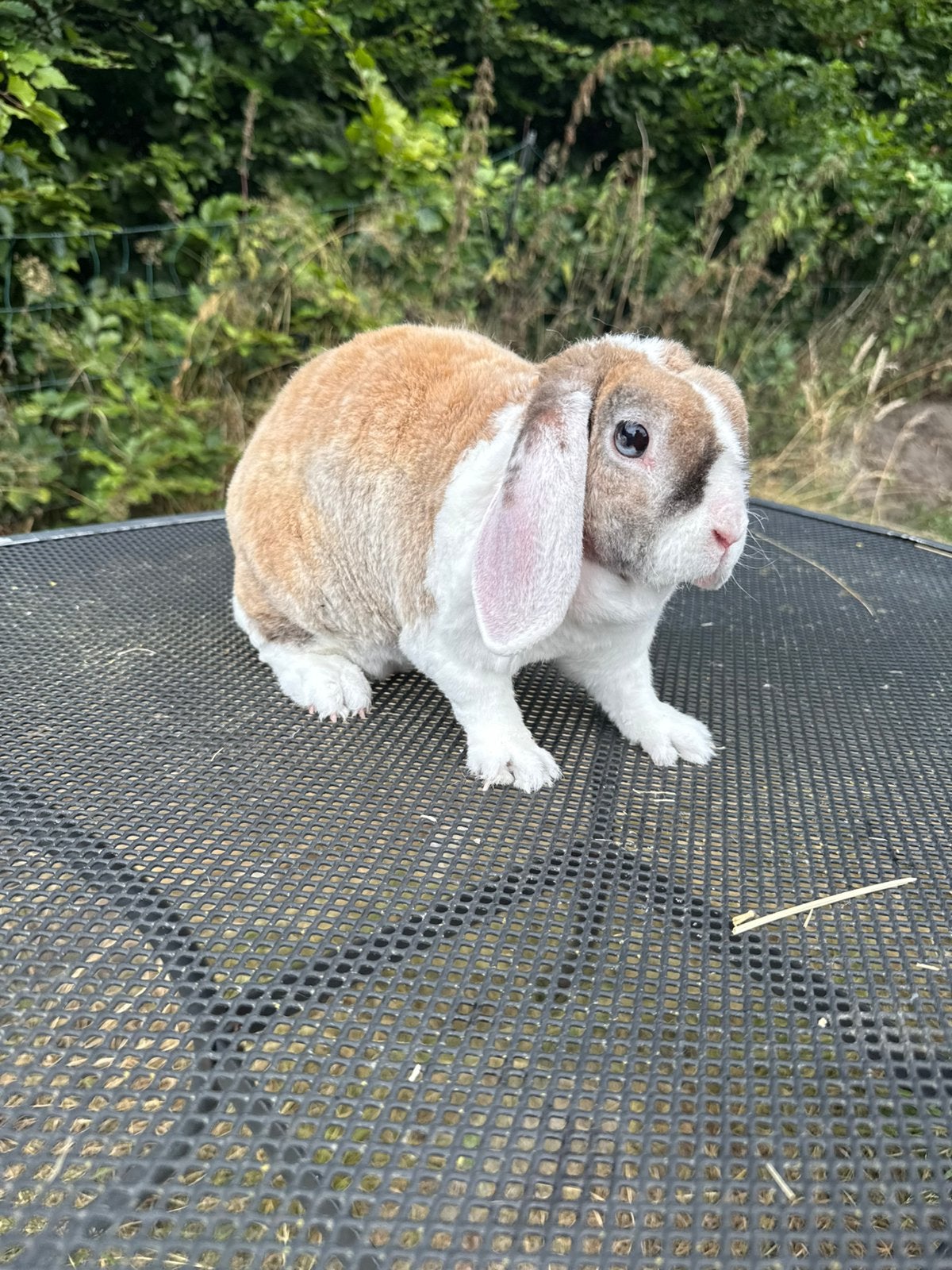 Lieve hangoor voedster, Dieren en Toebehoren, Konijnen, Vrouwelijk, Dwerg, Hangoor, 3 tot 5 jaar