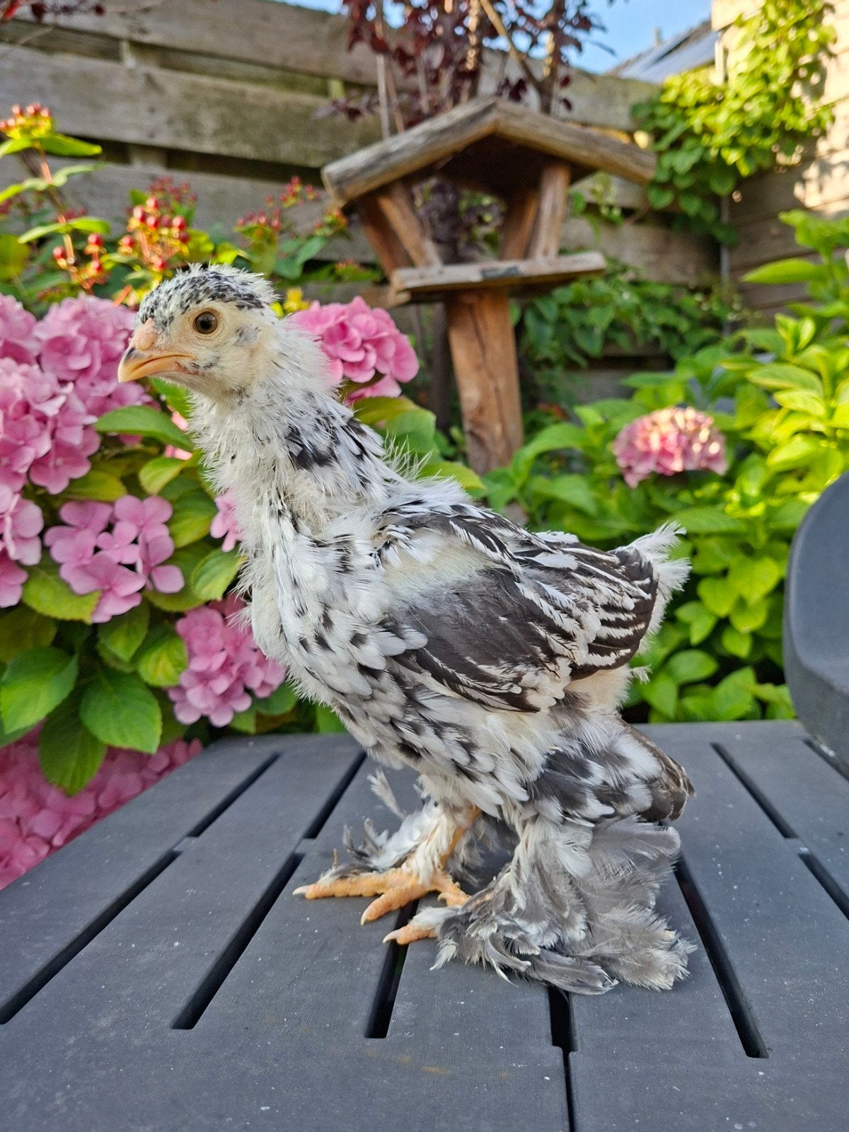 Brahma groot gesexst kuikens, hennetjes. Div kleuren, Dieren en Toebehoren, Pluimvee, Vrouwelijk, Kip
