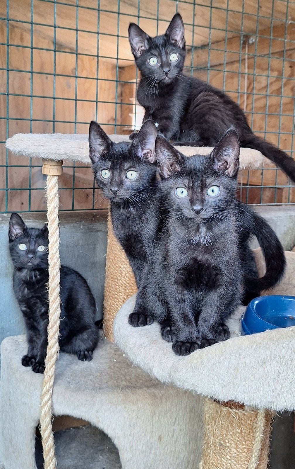 Lieve aanhankelijke kittens zoeken fijn thuis, Dieren en Toebehoren, Katten en Kittens | Overige Katten, Meerdere dieren, Kortharig