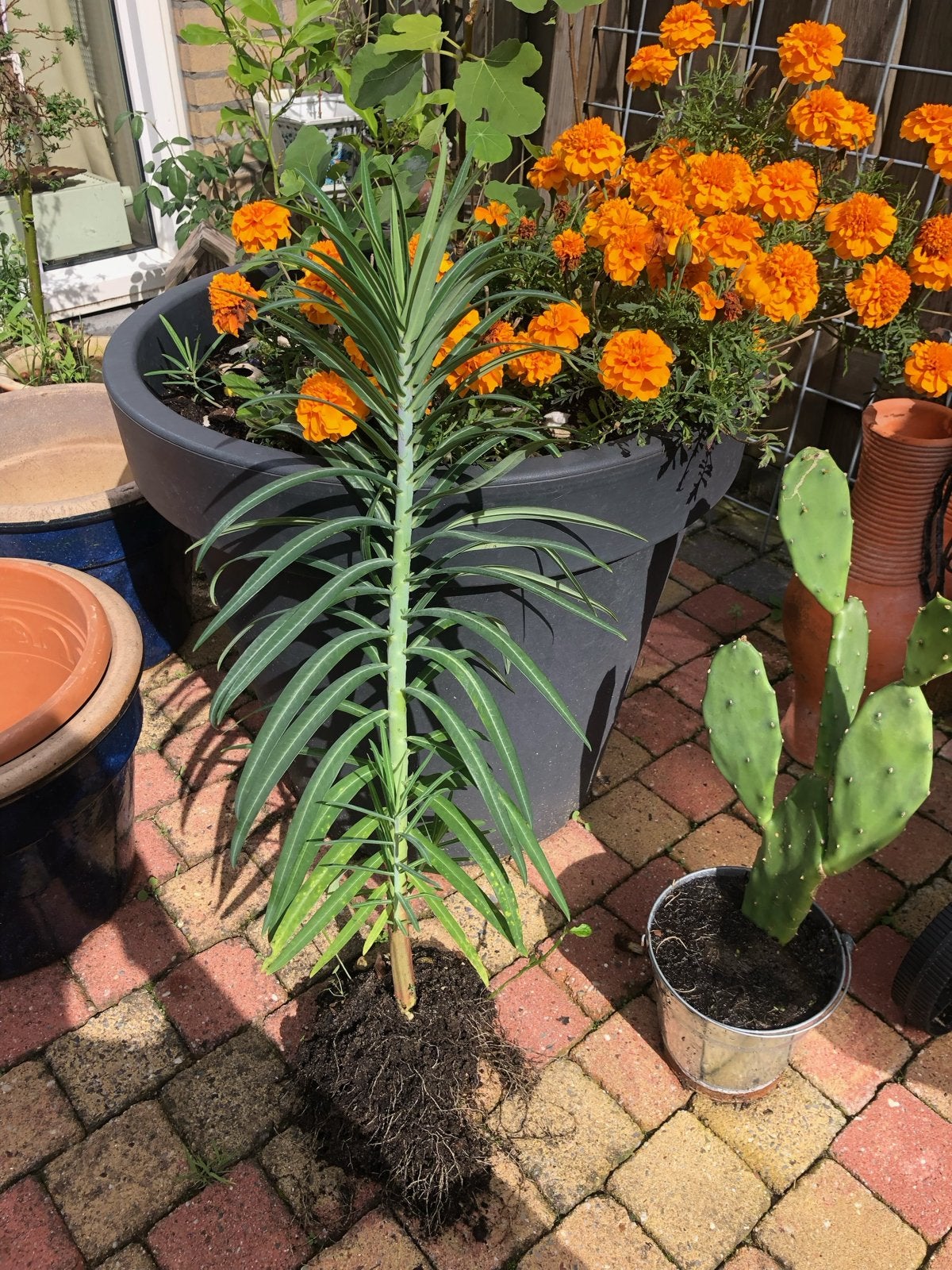 Wolfsmelk - Sterke en onderhoudsvriendelijke plant, Overige soorten, Volle zon, Vaste plant, Ophalen of Verzenden
