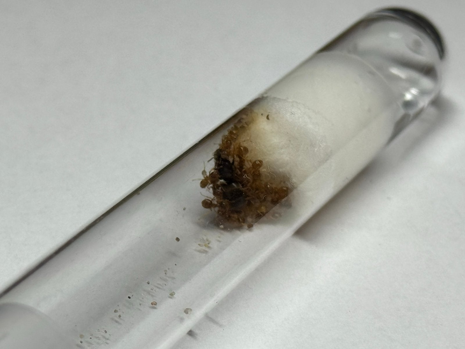 1Q Lasius flavus | +~15 werkers en broed, Dieren en Toebehoren, Mieren