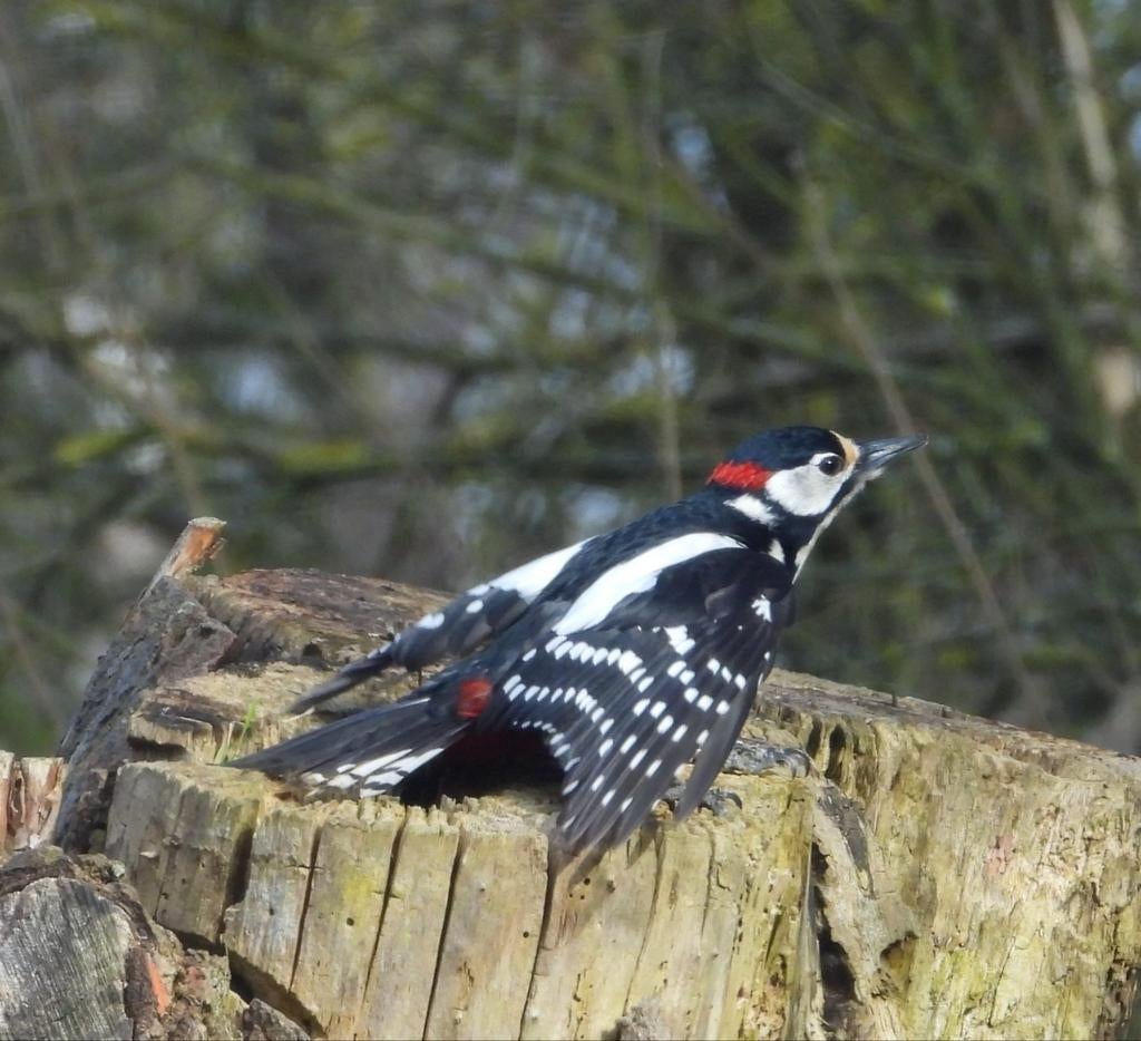 Vogelkijkhut HUREN Etten gld, Dieren en Toebehoren, Vogels | Overige Vogels, Meerdere dieren