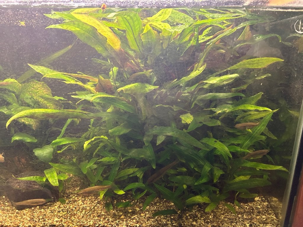 Cryptocoryne affinis, aquarium planten, Dieren en Toebehoren, Ophalen, Nieuw, Plant(en), Steen of Hout
