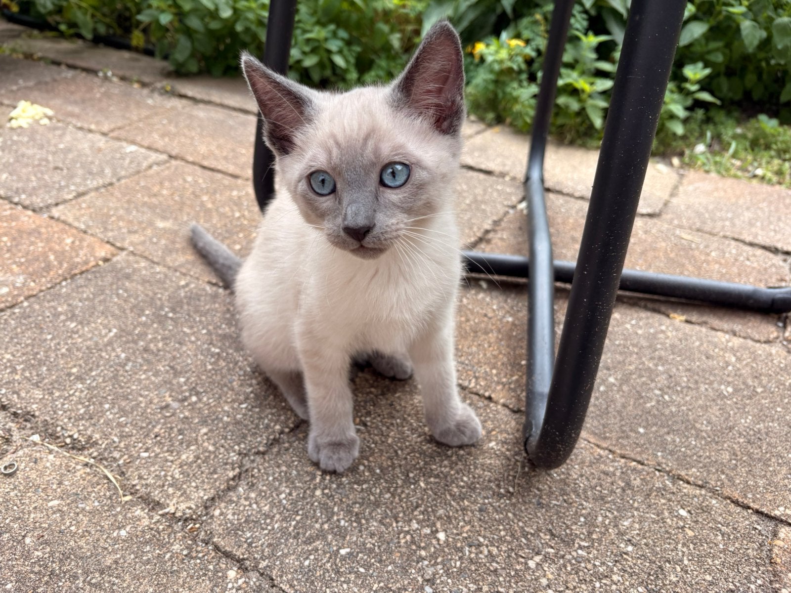 Pica blue kitten. 3/4 blauwe rus 1/4 britse korthaar, Kater, Ontwormd, 0 tot 2 jaar