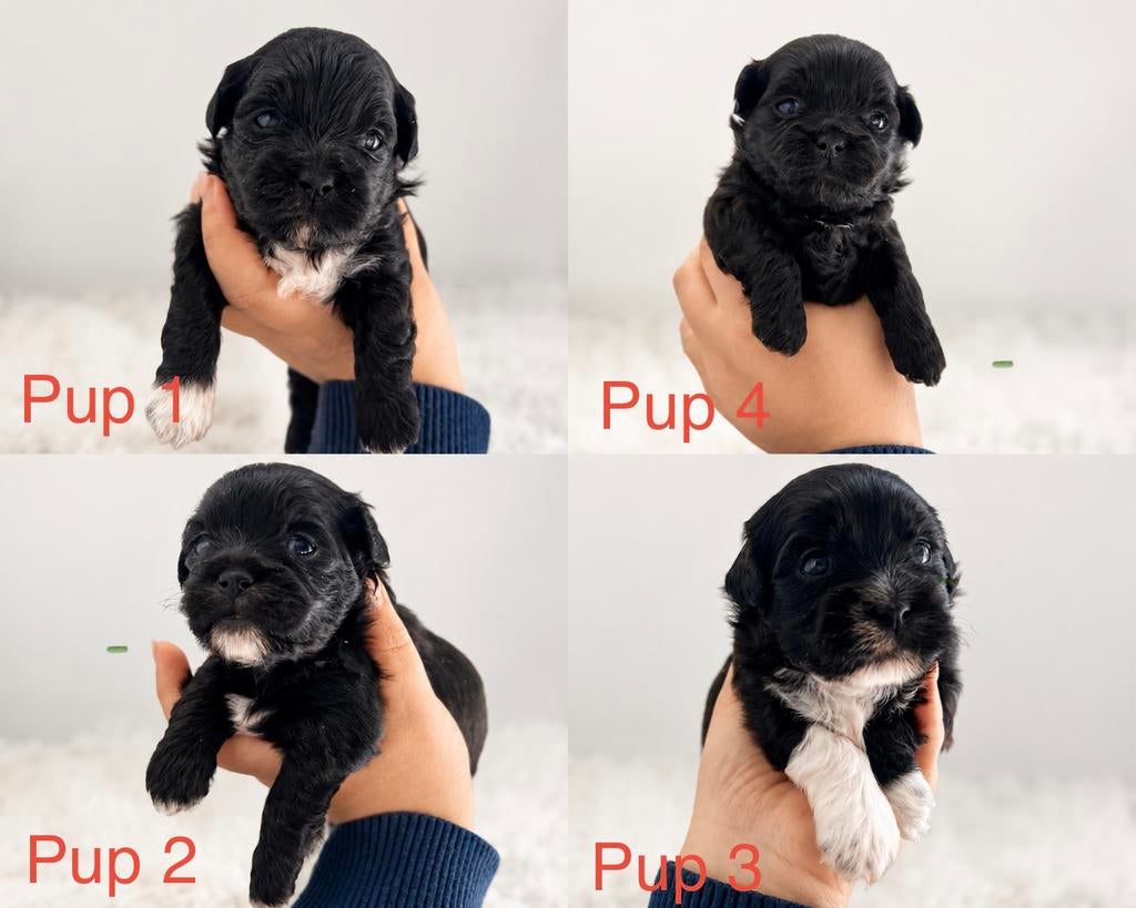 Schattige Maltipoo pups te koop, Dieren en Toebehoren, Parvo, Overige rassen, 8 tot 15 weken, Meerdere