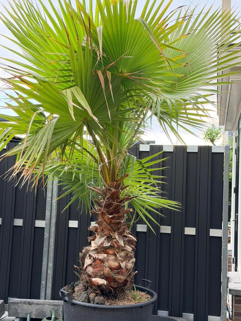 Prachtige Waaier Palmen, 100 tot 250 cm, Zomer, Palmboom, Ophalen