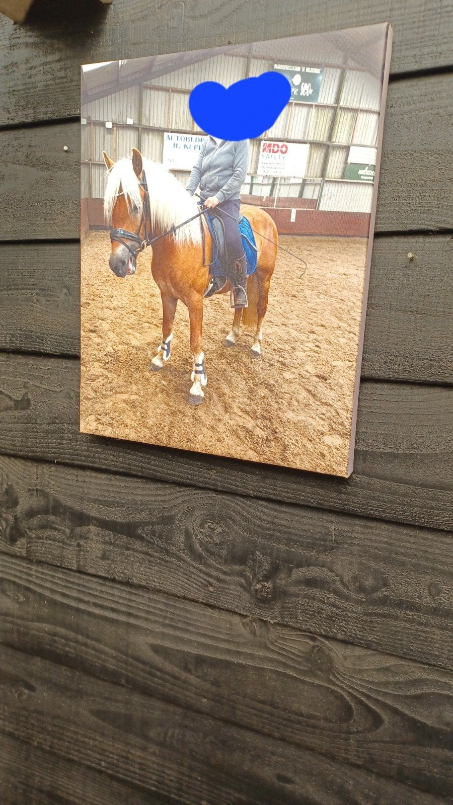 haflinger ruin, Dieren en Toebehoren, Ruin, Recreatiepaard