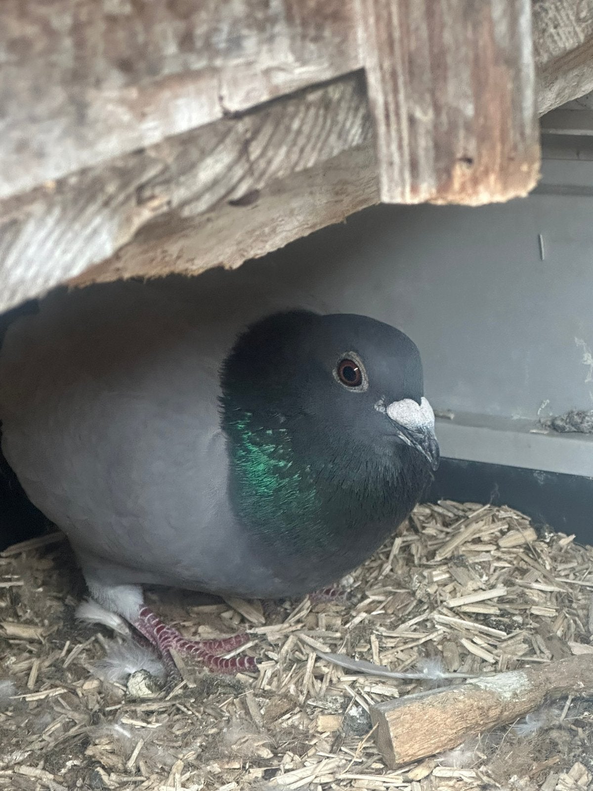 Postduif doffer, Dieren en Toebehoren, Vogels | Duiven, Mannelijk, Postduif