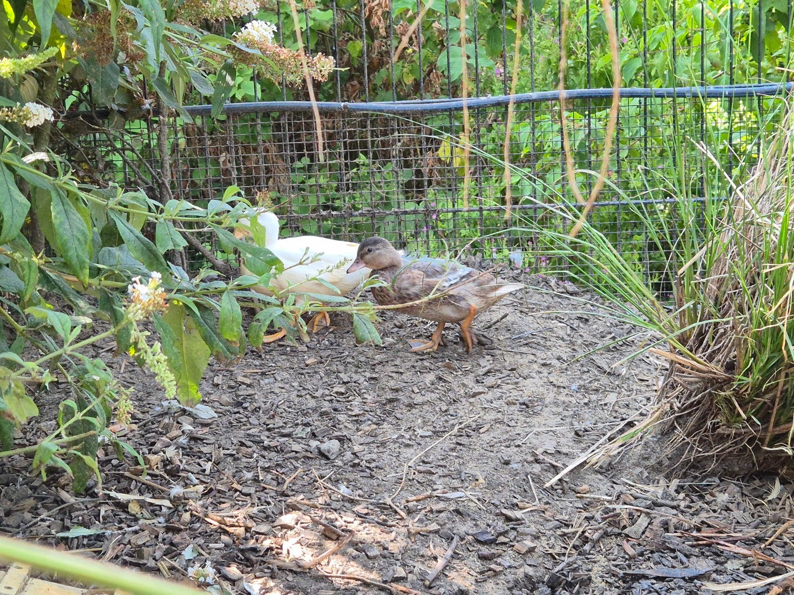 koppel jonge kwakertjes te koop, Dieren en Toebehoren, Pluimvee, Meerdere dieren, Eend