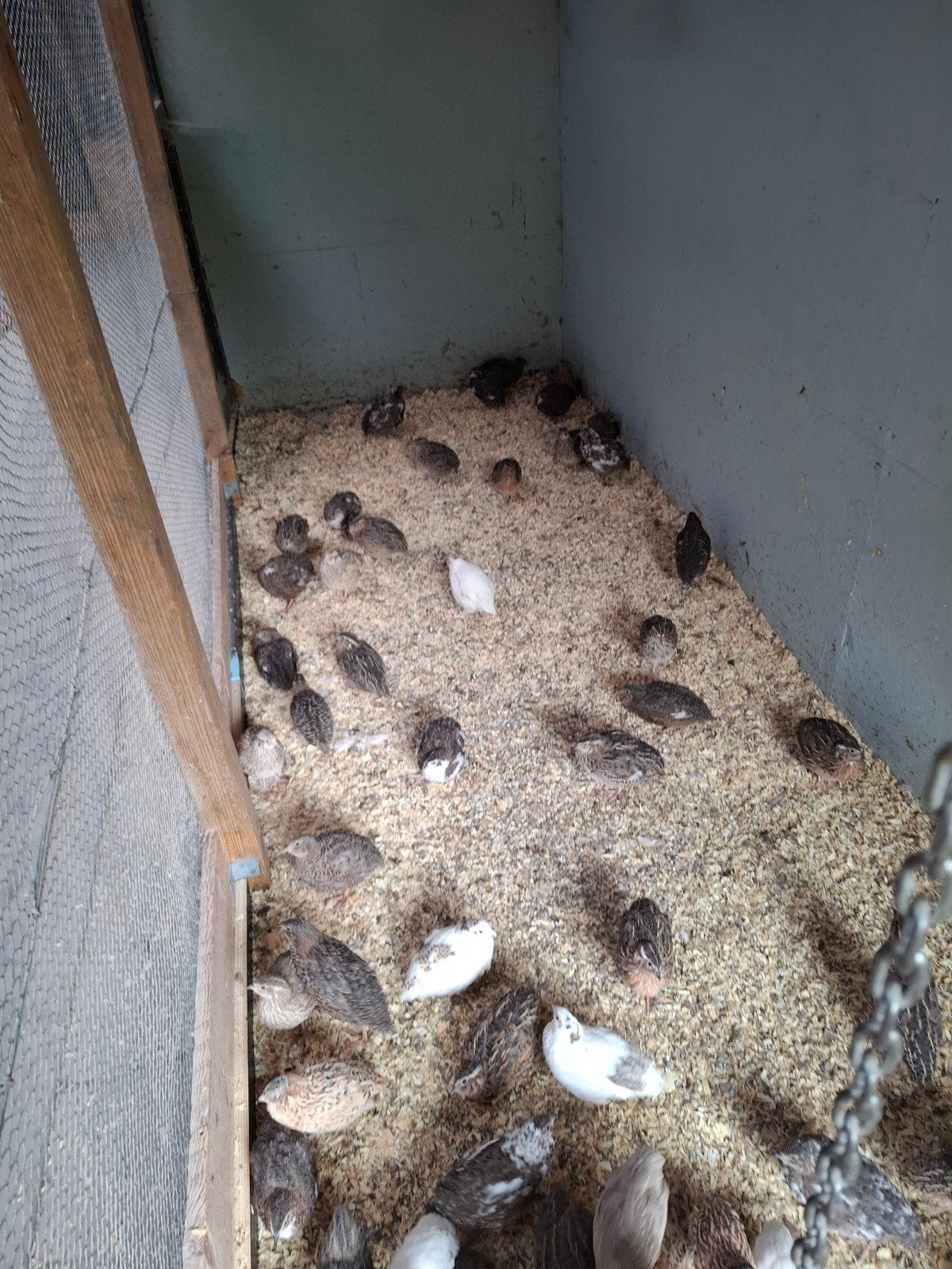 Japanse en chineese  kwartels, Meerdere dieren, Overige soorten