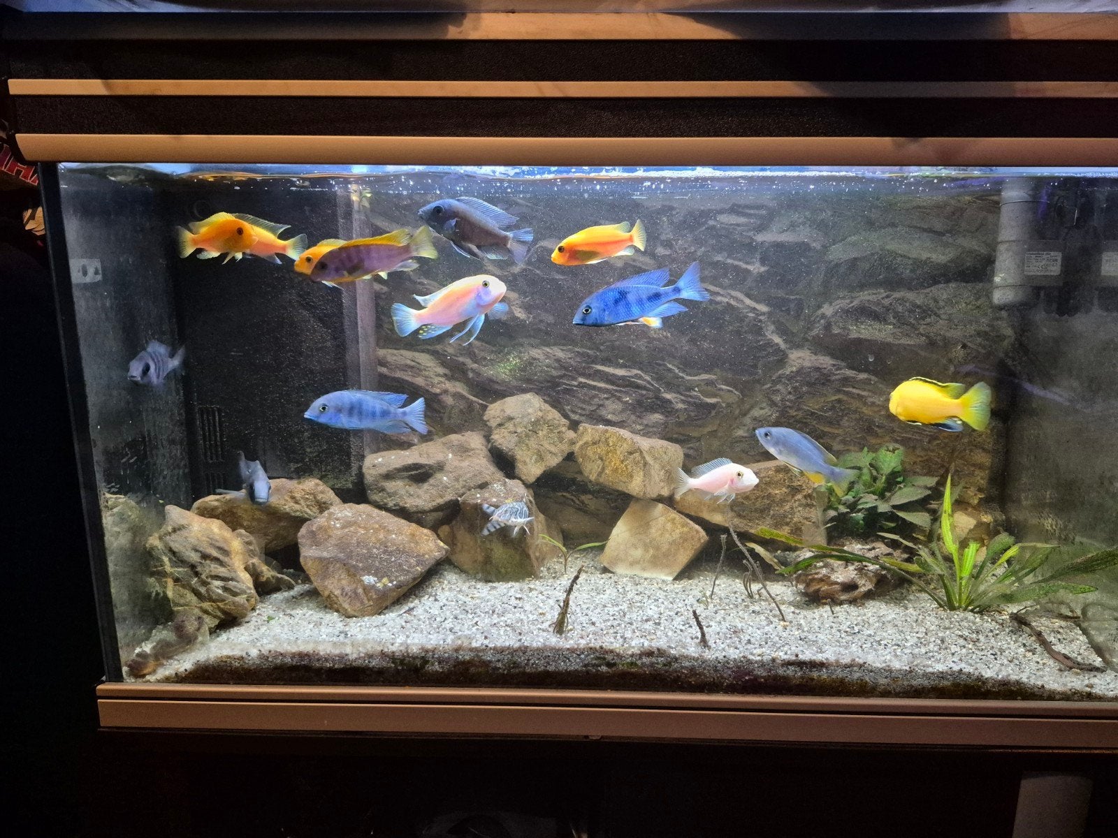 Afrikaanse cichliden te koop, Dieren en Toebehoren, Vissen | Aquariumvissen, Vis