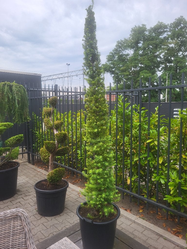 Larix kaempferi zuilvorm, Tuin en Terras, Planten | Bomen, Bloeit niet, Overige soorten, 100 tot 250 cm, Ophalen