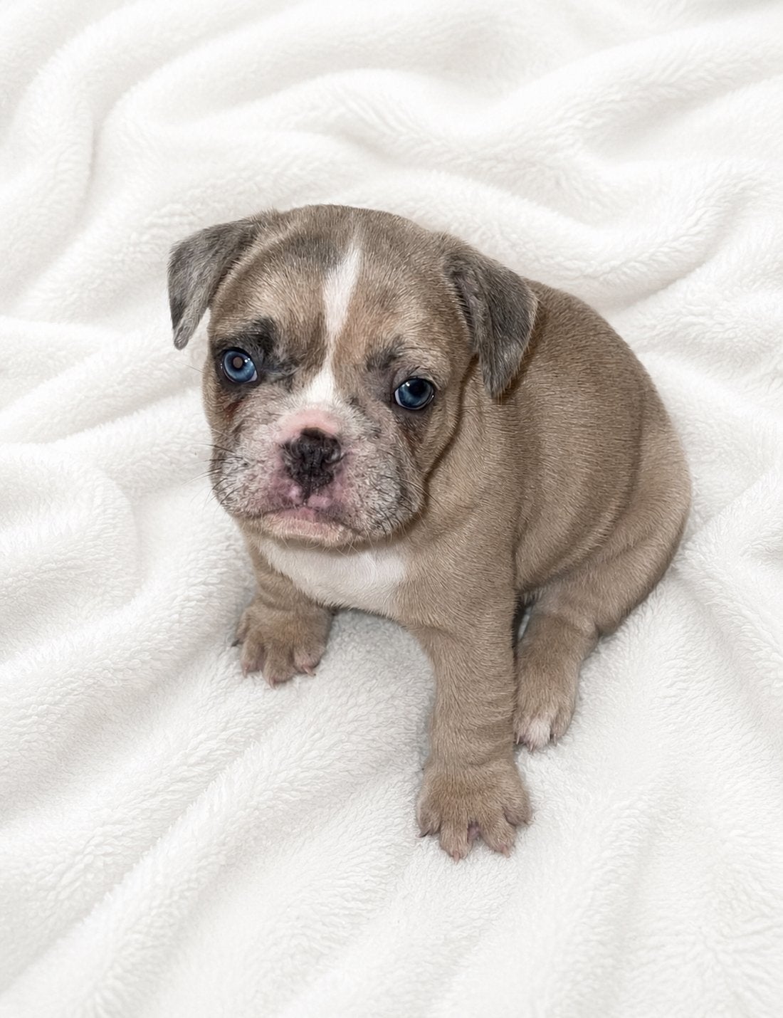 Franse bulldog pups, 8 tot 15 weken, Bulldog, Meerdere, Meerdere dieren