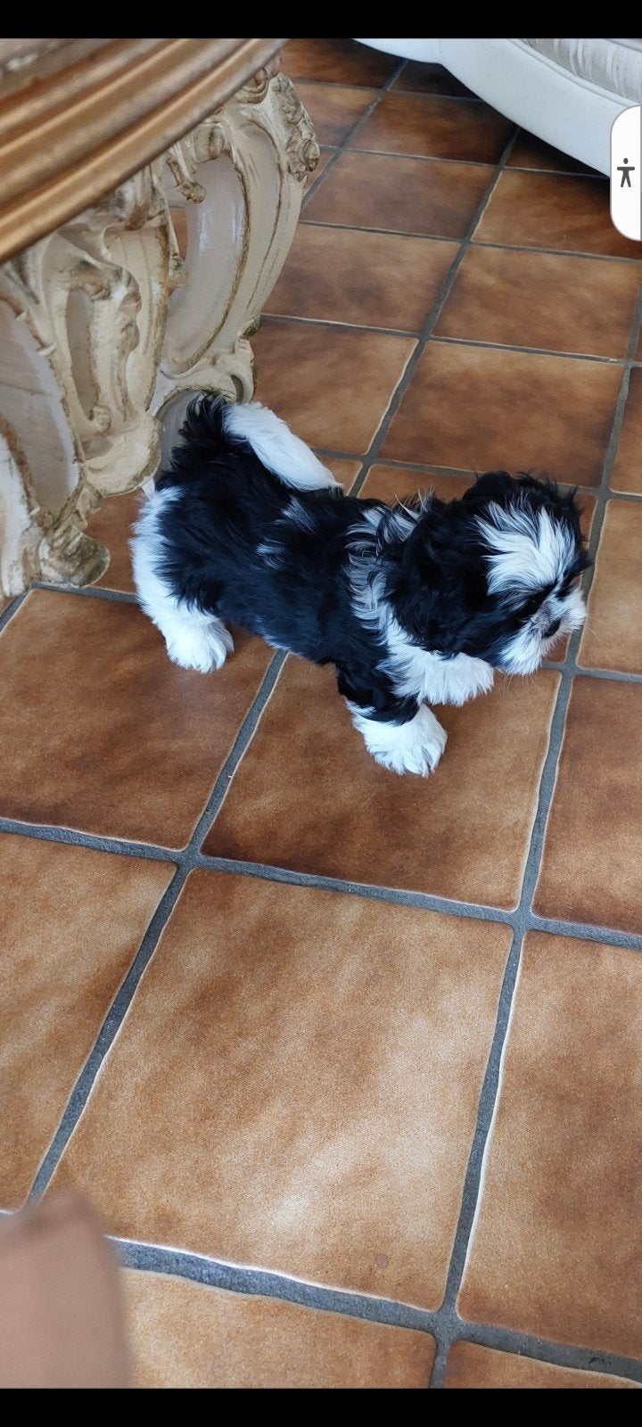 prachtige raszuivere shih tzu pup. 8weken oud., 8 tot 15 weken, CDV (hondenziekte), Eén hond, Nederland