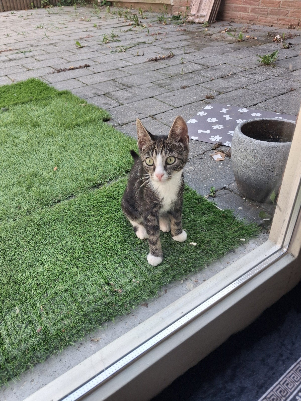 kleine kitten met accesoeries bij gratisbophalen, Poes, Kortharig, 0 tot 2 jaar