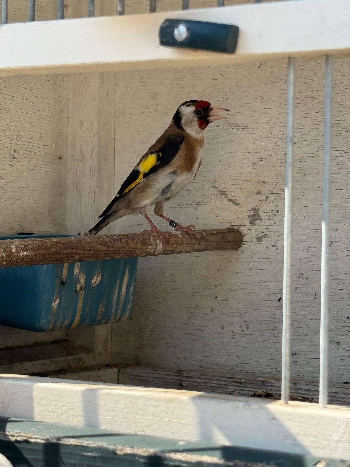 Parva poppen, Meerdere dieren