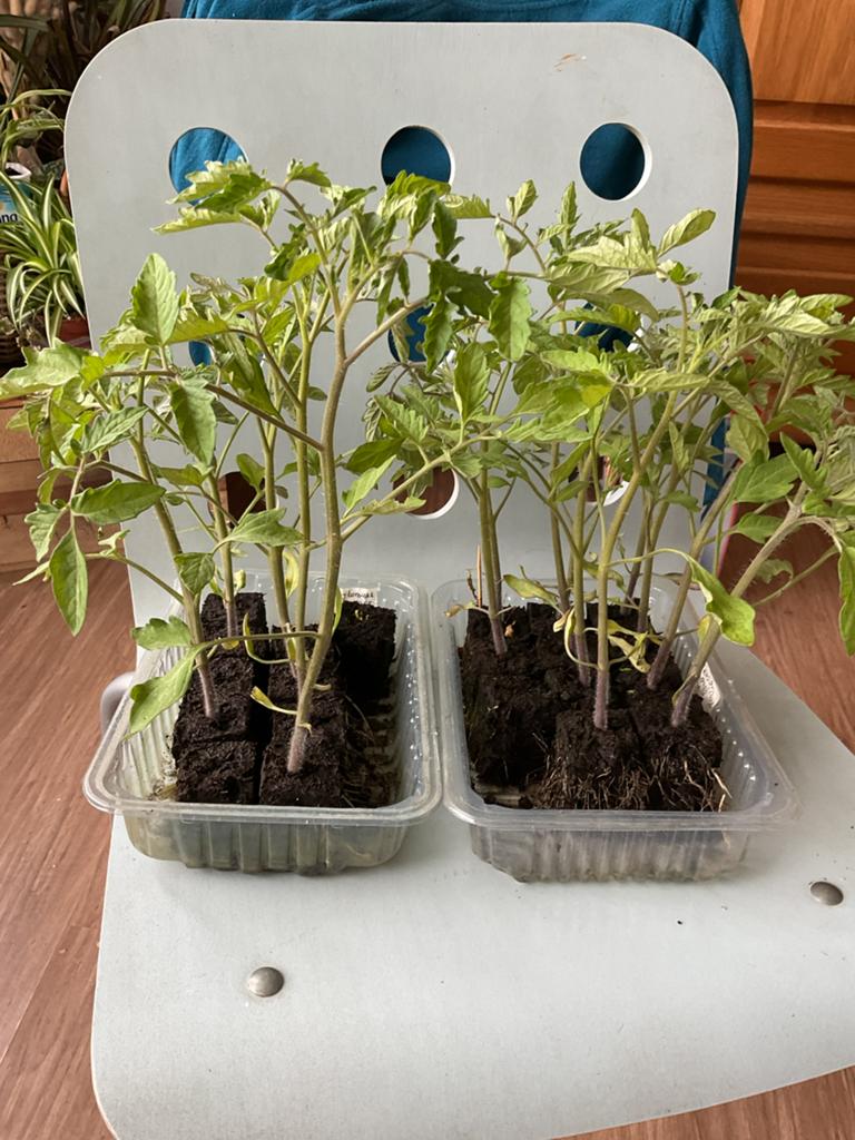 Tomaten planten, Tuin en Terras, Planten | Tuinplanten, Ophalen, Eenjarig, Groenteplanten, Volle zon