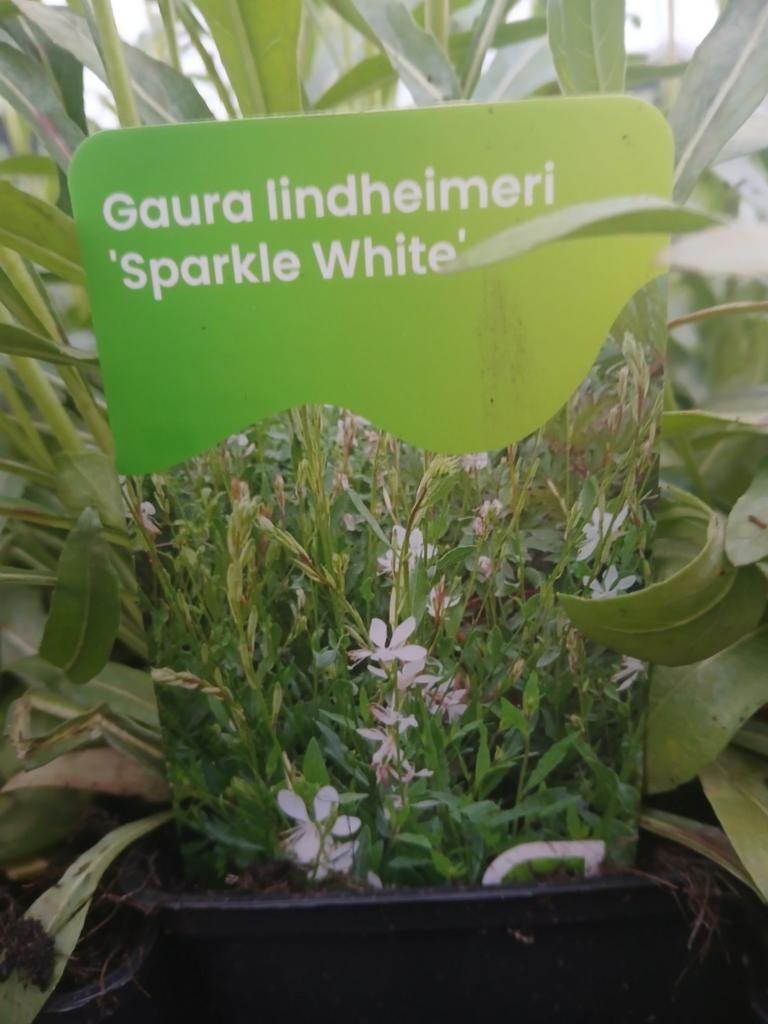 Gaura lindheimeri 'Sparkle White' - Prachtkaars 1.50 euro, Tuin en Terras, Planten | Tuinplanten, Ophalen of Verzenden, Overige soorten