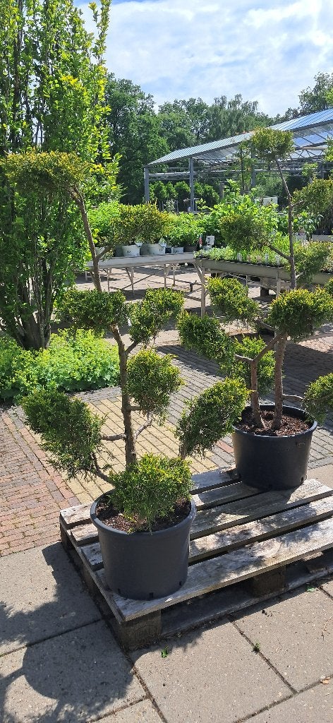 gele Juniperus bonsai vormsnoei 150 cm hoog, Tuin en Terras, Planten | Bomen, Bloeit niet, Overige soorten, 100 tot 250 cm, Ophalen