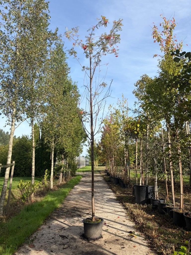 lijsterbes outlet, Overige soorten, Lente, 250 tot 400 cm, Ophalen