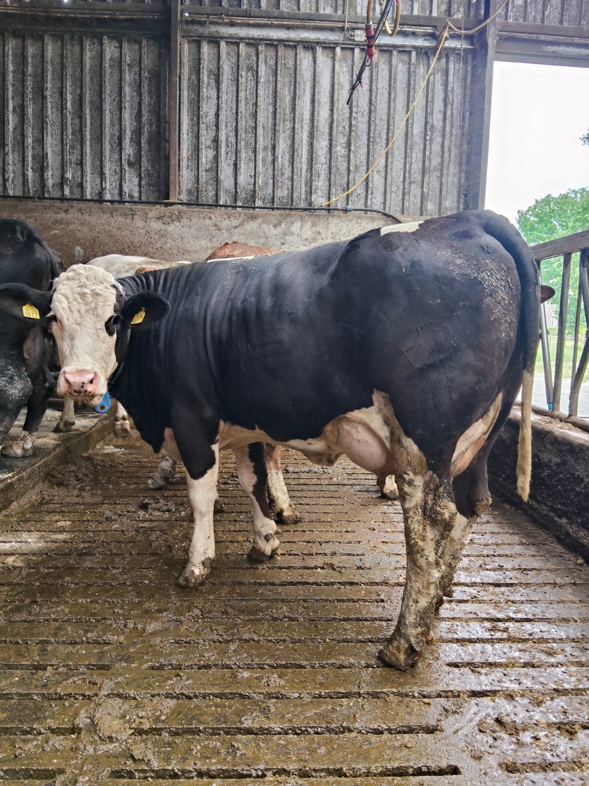 Fleckvieh en Brown Swiss vaarzen te koop, Dieren en Toebehoren, Vrouwelijk