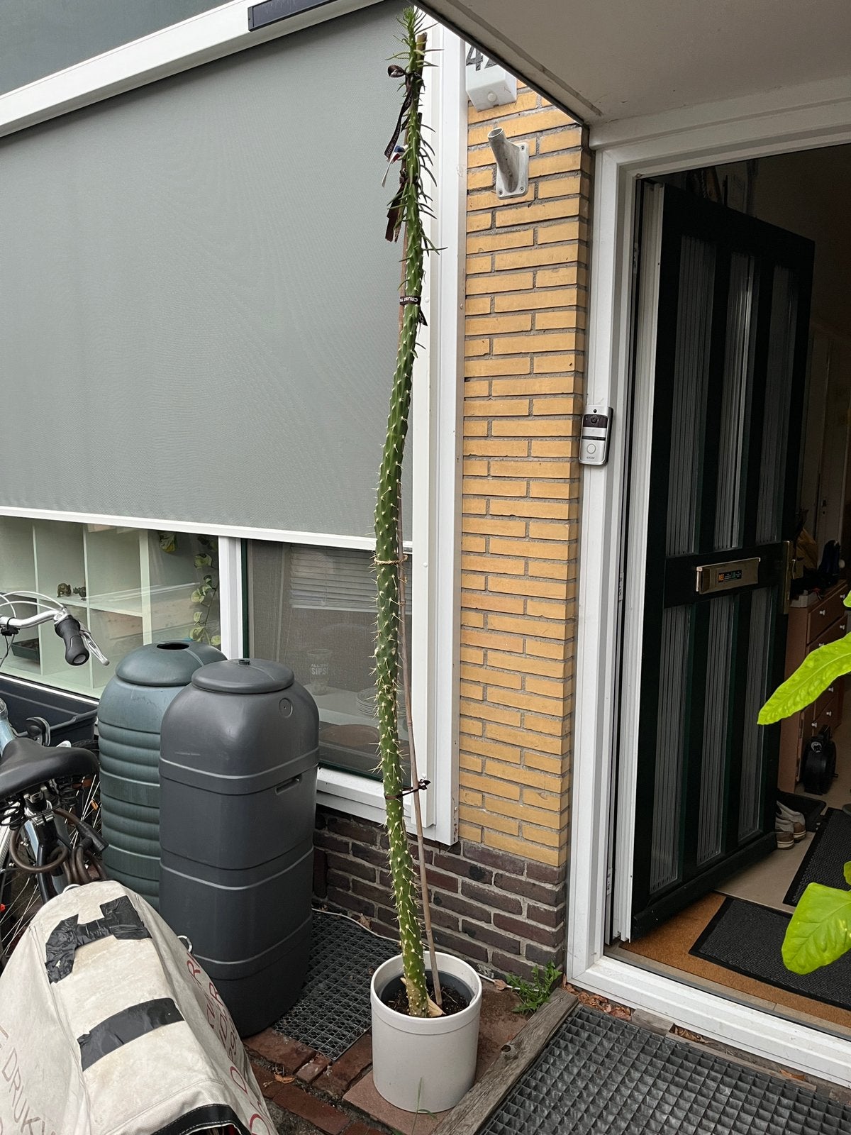 227cm hoge Austrocylindropuntia Subulata cactus 7 jaar oud, Huis en Inrichting, Kamerplanten, Ophalen, Cactus, Volle zon, Minder dan 100 cm