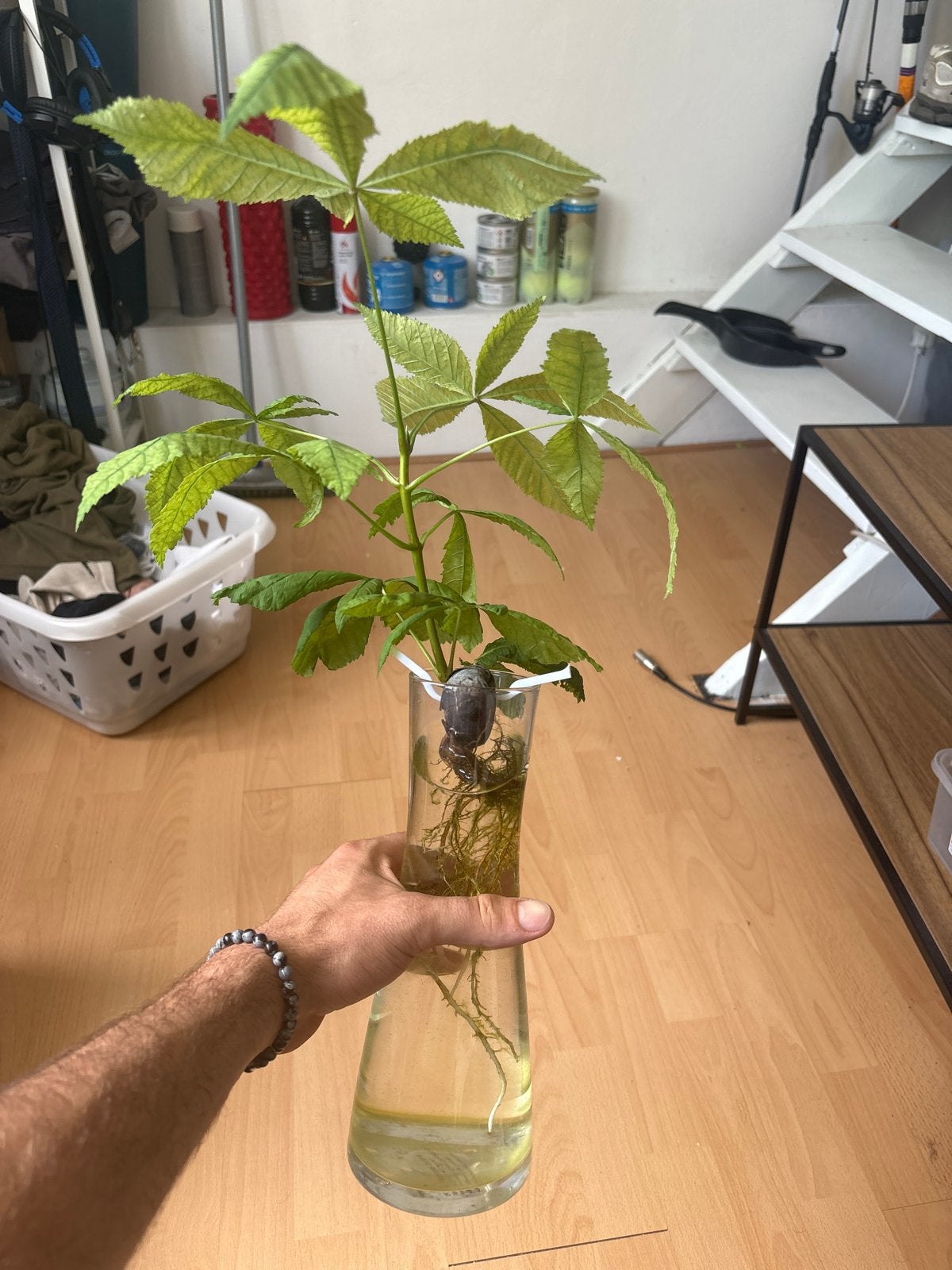 Kleine Paardenkastanje plant in water, Overige soorten, Minder dan 100 cm, Groene kamerplant, Halfschaduw