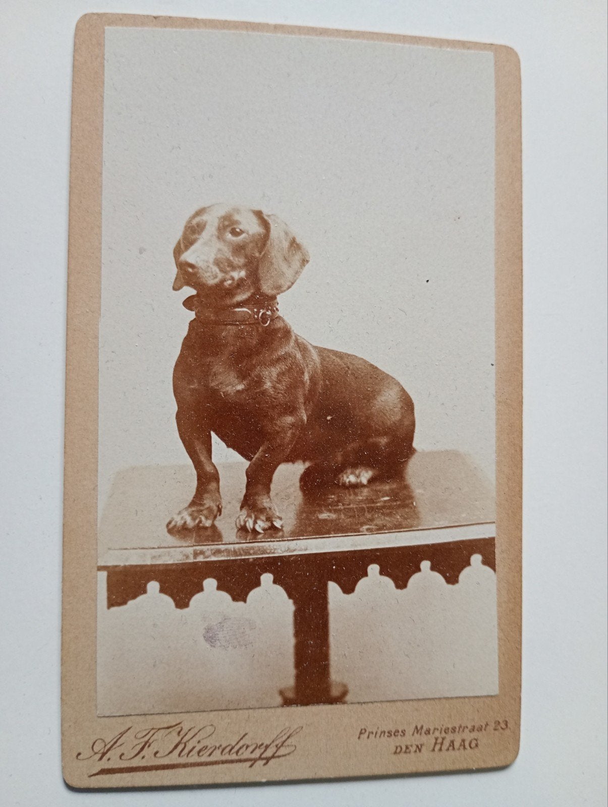 CDV Den Haag Hond Teckel, Gebruikt, Foto, Ophalen of Verzenden, Voor 1940