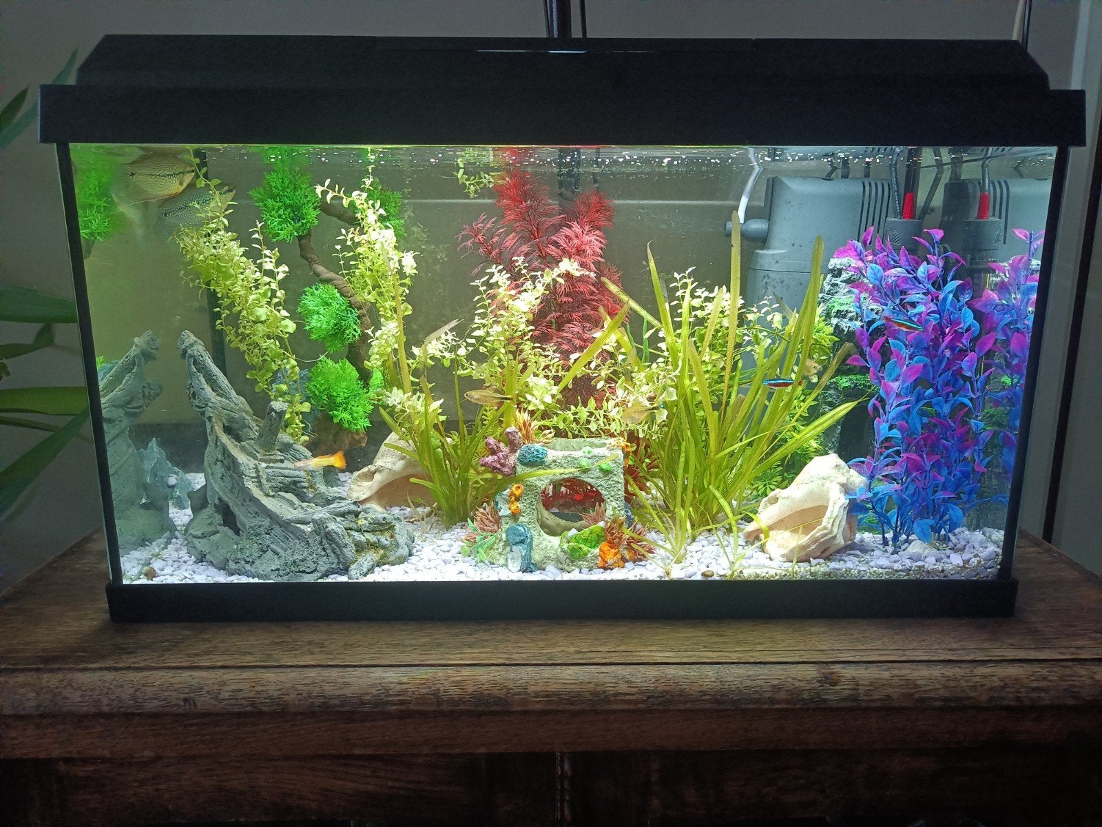 Aquarium Compleet!!!, Ophalen, Inclusief deksel, Zo goed als nieuw, Gevuld zoetwateraquarium