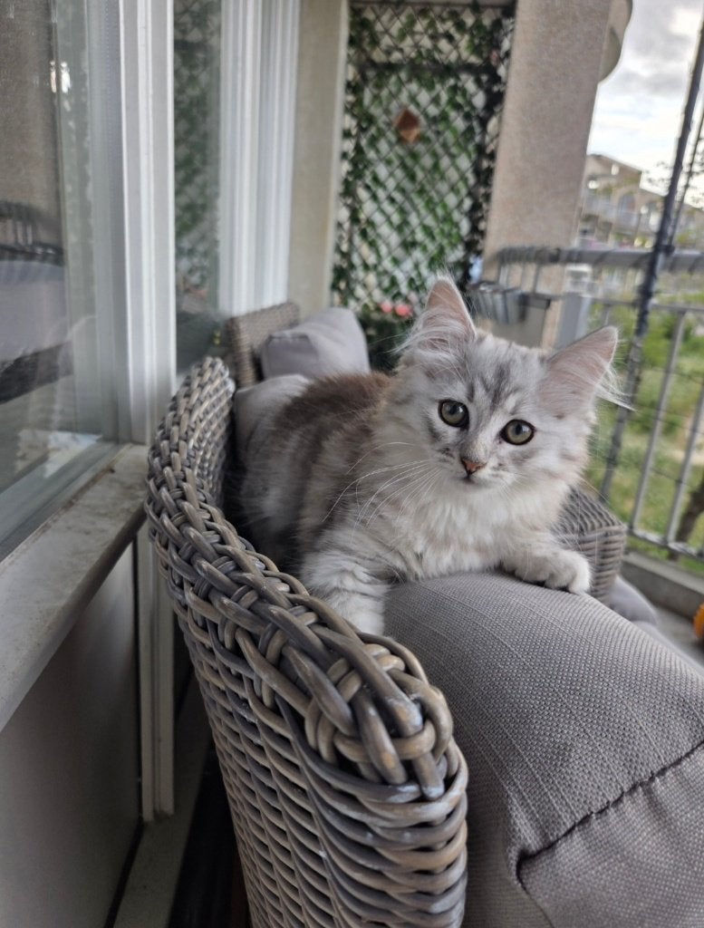 Poesje, Poes, 0 tot 2 jaar