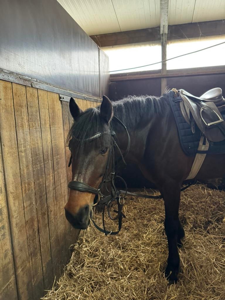 Bijrijd pony gezocht!, Ophalen