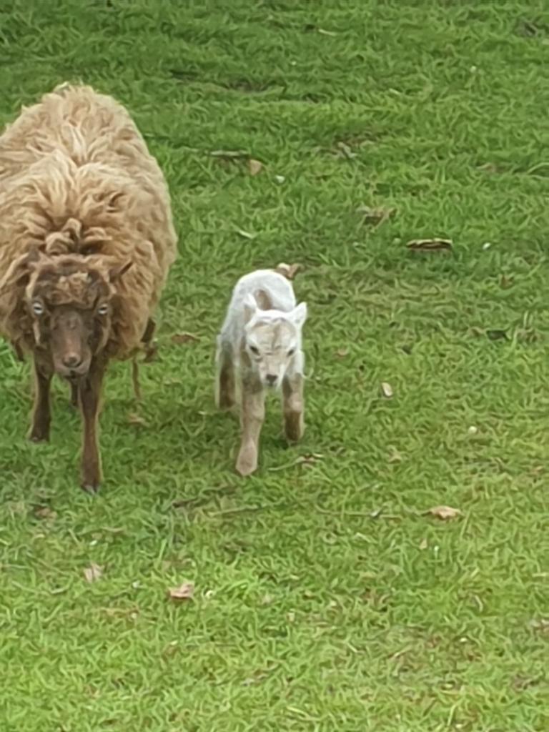 Ouessant ooi met ooilam., Vrouwelijk, Schaap