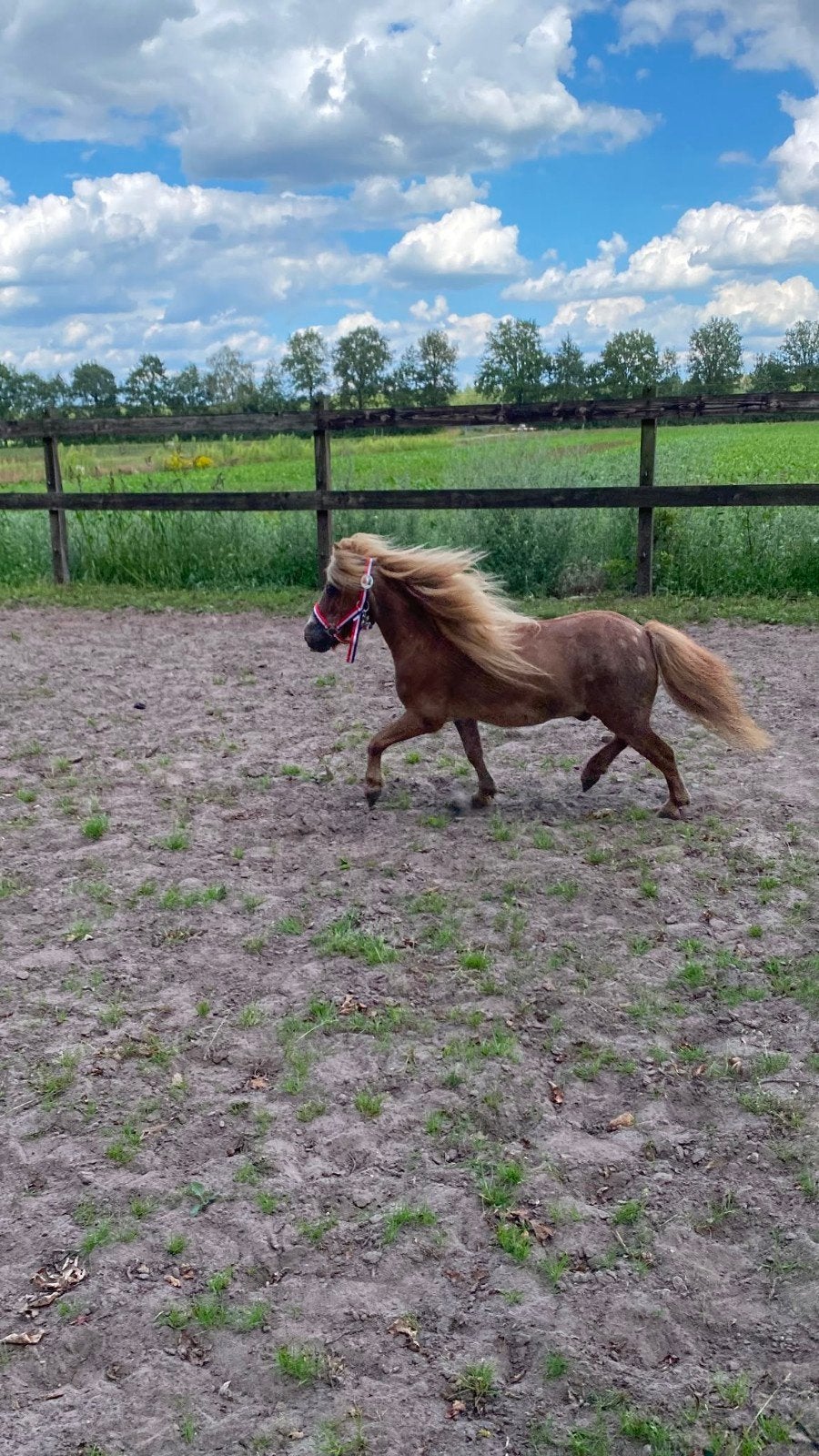 super lieve kinderpony ruin., Dieren en Toebehoren, Pony's, Ruin, Niet van toepassing, A pony (tot 1.17m), 7 tot 10 jaar