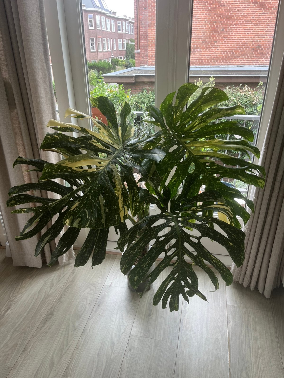 Grote Monstera Thai Constellation, Ophalen, 100 tot 150 cm, Overige soorten, Halfschaduw