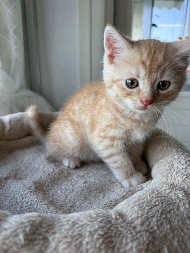 Britse/Europese korthaar kitten (8 weken), Dieren en Toebehoren, Kater, Kortharig, 0 tot 2 jaar