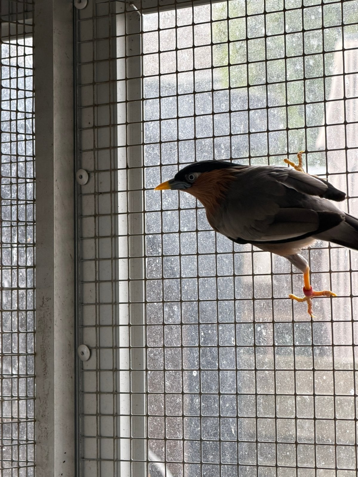 Bewezen koppel pagode spreeuwen, Dieren en Toebehoren, Meerdere dieren, Tropenvogel, Geringd